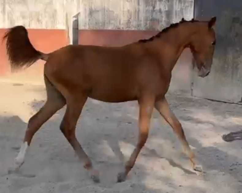 Poldra Luso Warmblood desportiva com 1.5 anos