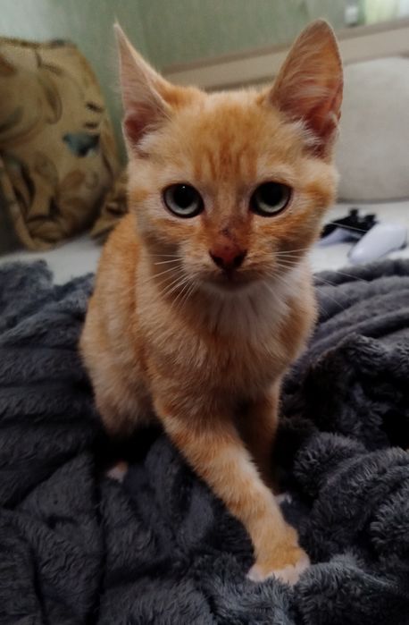 віддам котика в добрі руки