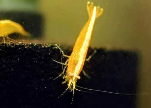 Neocaridina yellow golden line Krewetka Yellow Golden Line