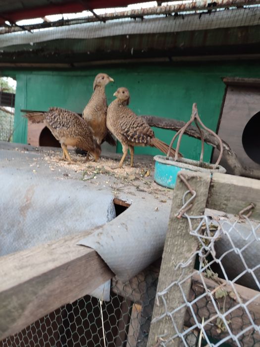 Bazanty złote młode jaja lęgowe