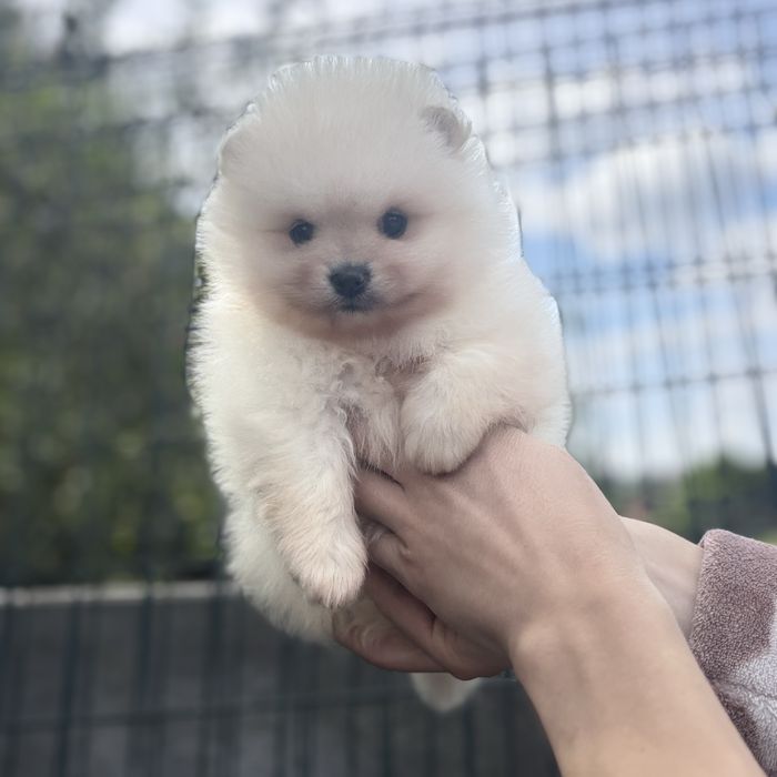 чудова дівчинка шоу классу