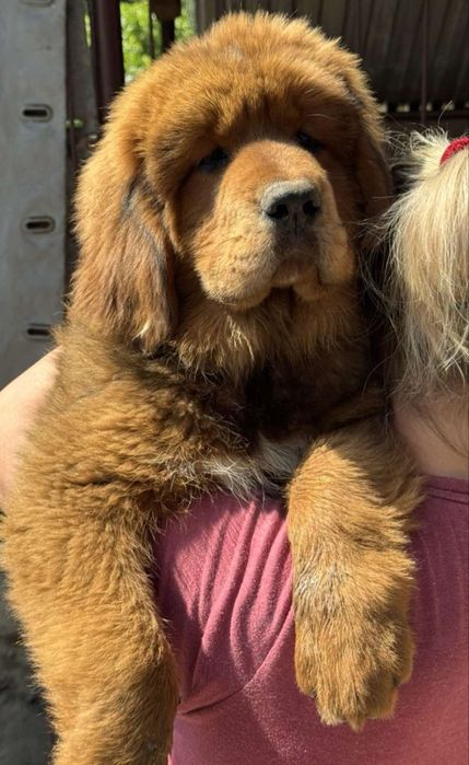 Тибетський мастиф