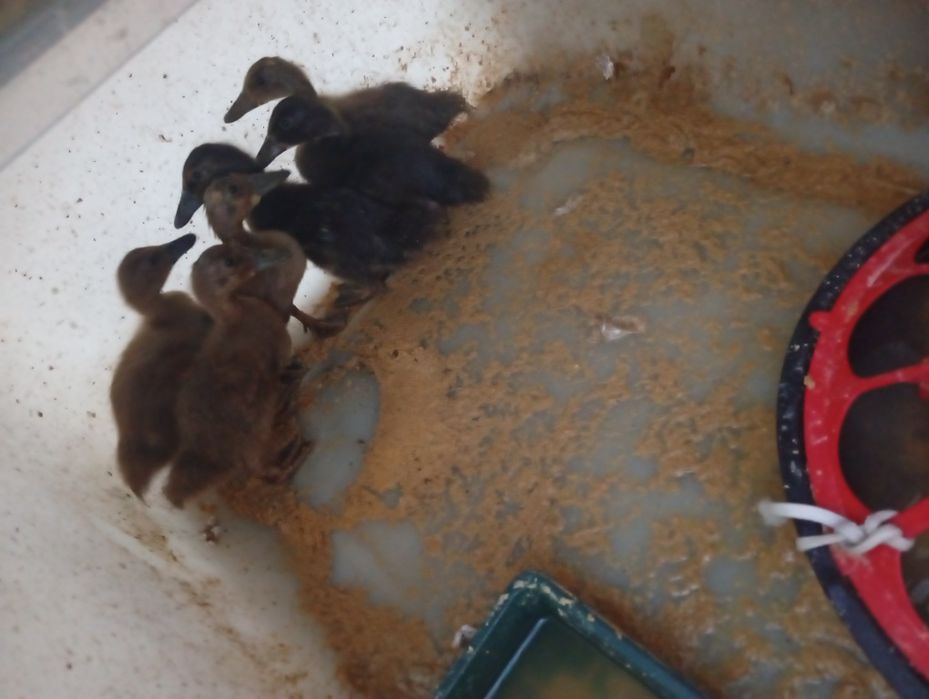 Patos reais  bebés