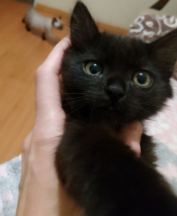 Кошенята в люблячу родину