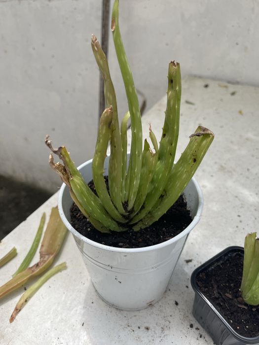 Aloe vera filhotes