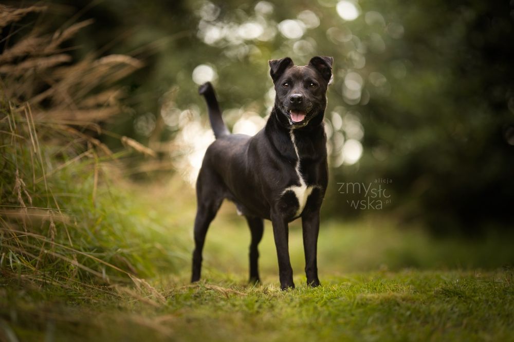 Bono- czeka na dom..