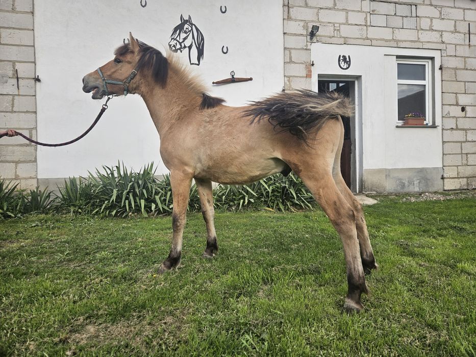 Sprzedam ogierka