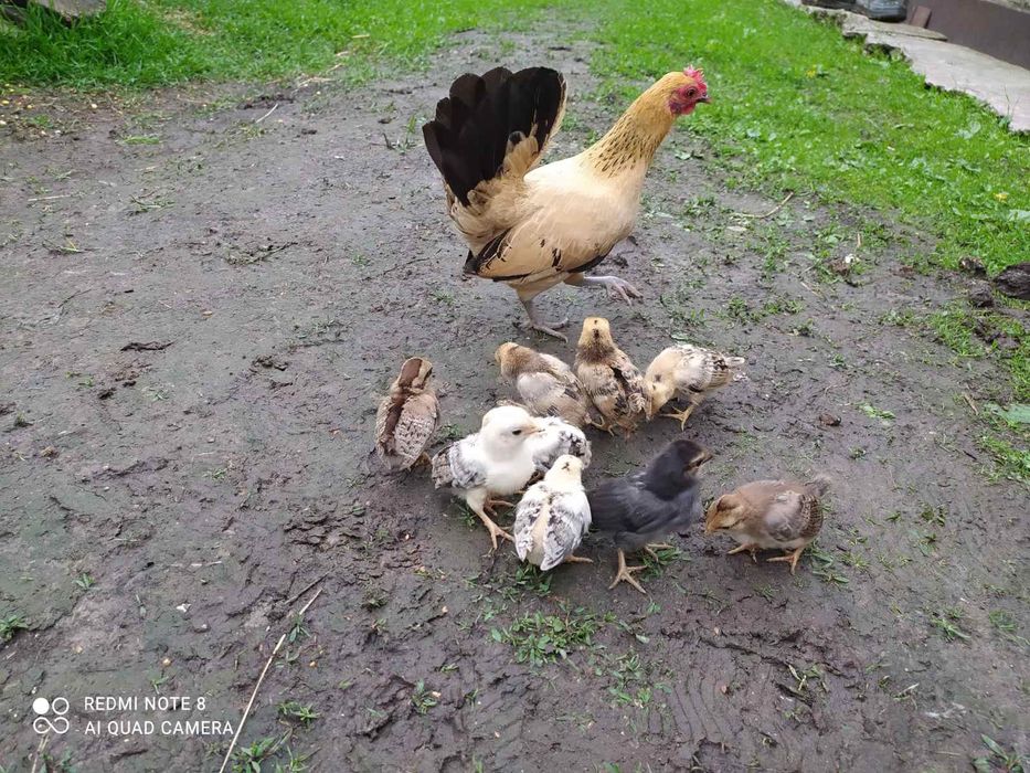 Карликові кури!!! Американки! Бентамки!