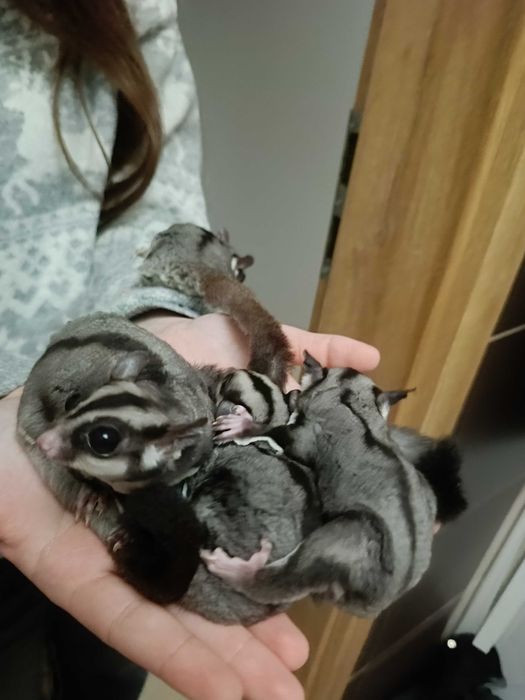 Lotopałanki karłowate