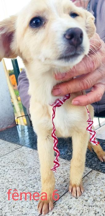 Caezinhos com 3 mesinhos para adopção