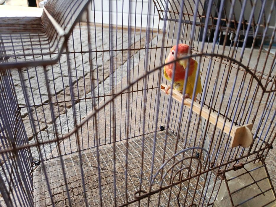 Encontrasse para cedência