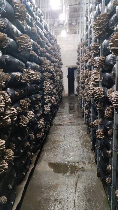 Зарощенные грибные блоки вешенки