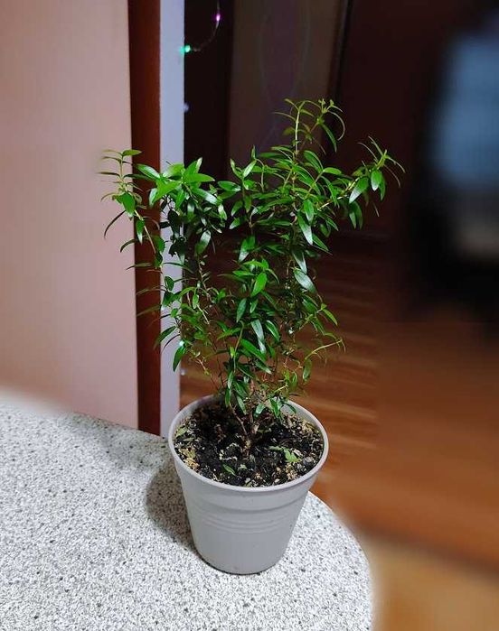 мирт деревце домашнее