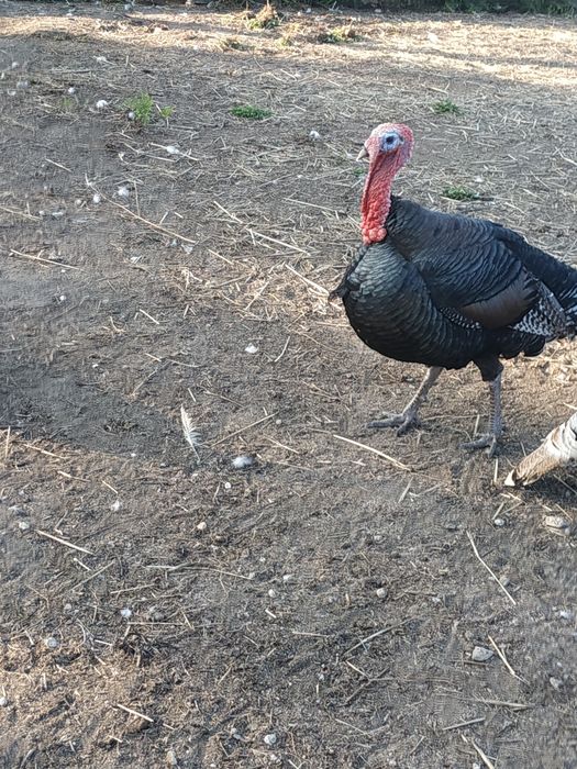Perus e peruas para venda