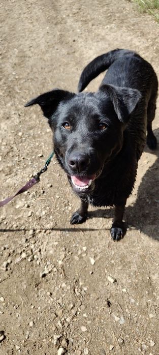 Duża, młoda i łagodna suczka mix labrador do adopcji