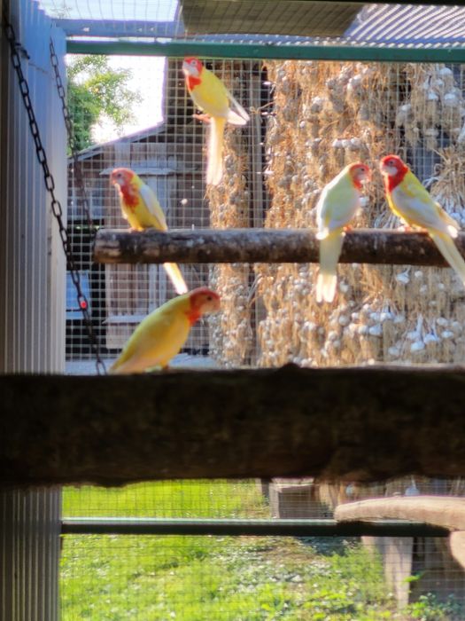 Aleksandretty obrożne