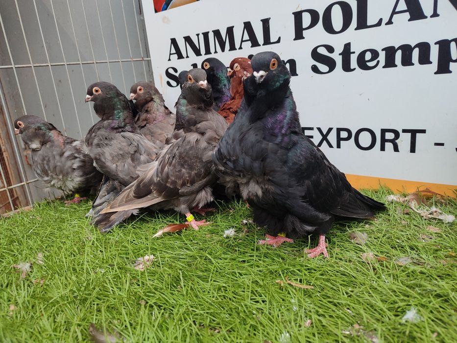 Gołębie. Mewki chińskie. Mewka.  Możliwy transport