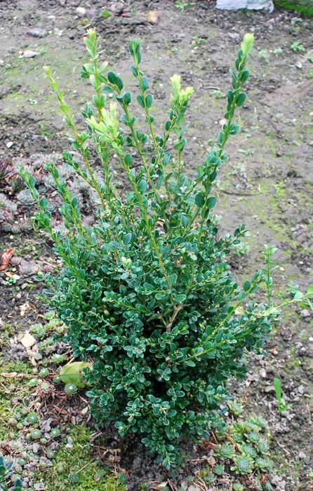 Bukszpan drobnolistny 'John Baldwin' Buxus 069