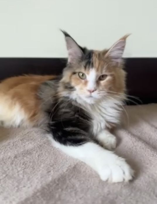 Мейн кун дівчинка з документами. 4