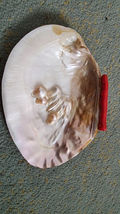 Madreperla - Pinctada margaritífera