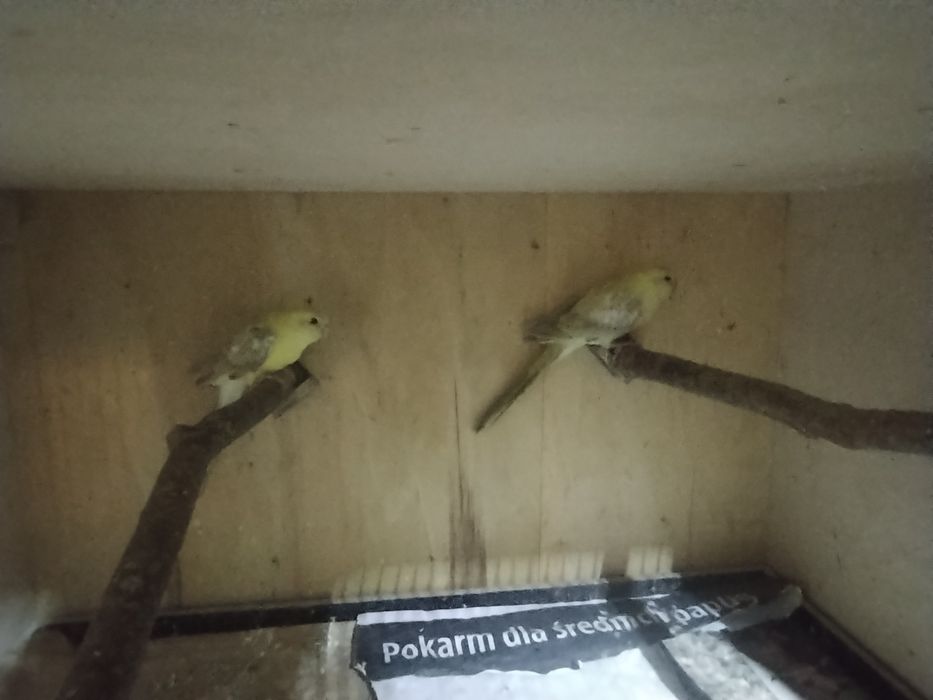 Papugi 2 Samice kolorowe