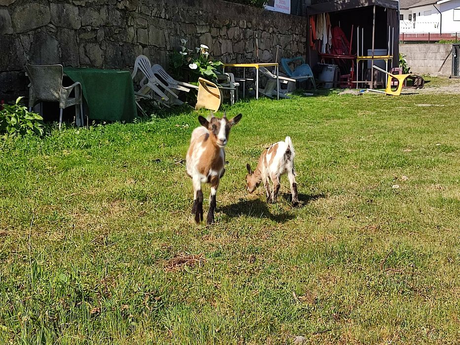 Cabras Anãs - Mãe e Filha