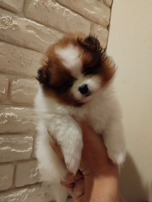 Дівчинки красуні помераньського шпіца