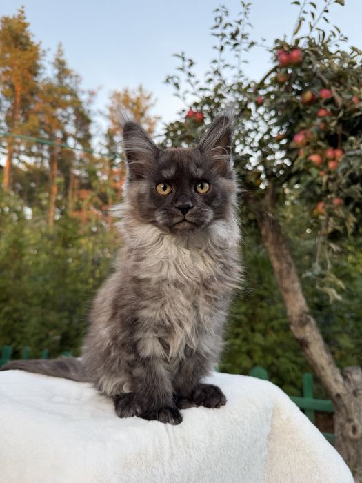 Мейн кун хлопчик