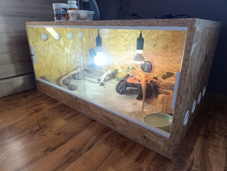 Terrarium z Agamą brodatą + GRATISY
