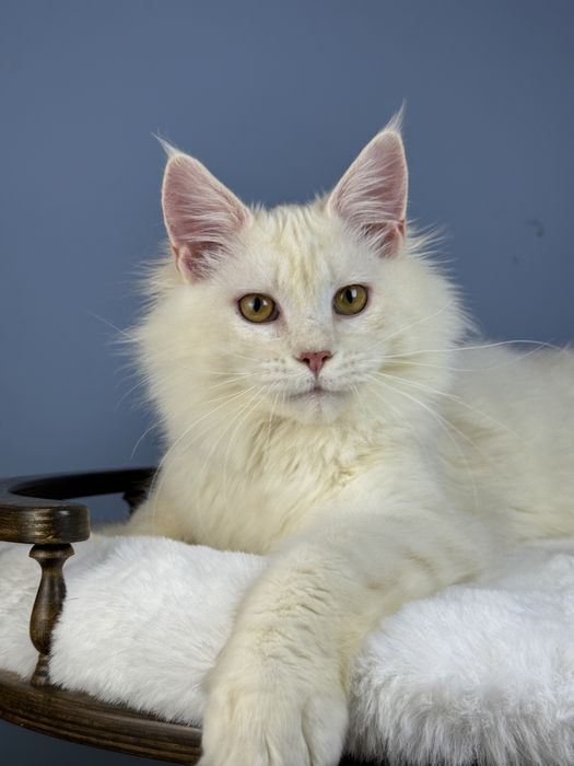 Котёнок мейн-кун мальчик 6 месяца редкий окрас