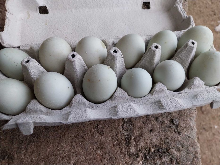 Patos , patas e ovos