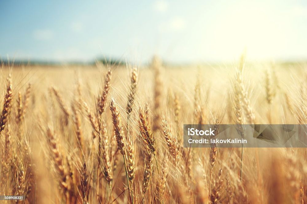 Продам зерно пшениці 8 грн кг