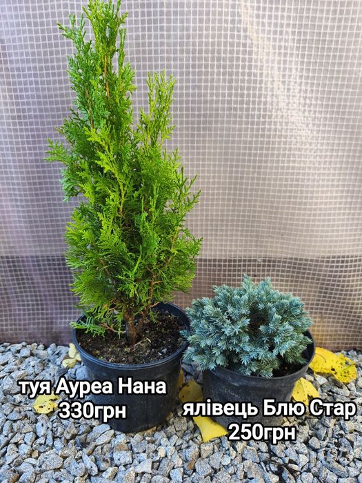 Хвойні рослини з гарною кореневою системою