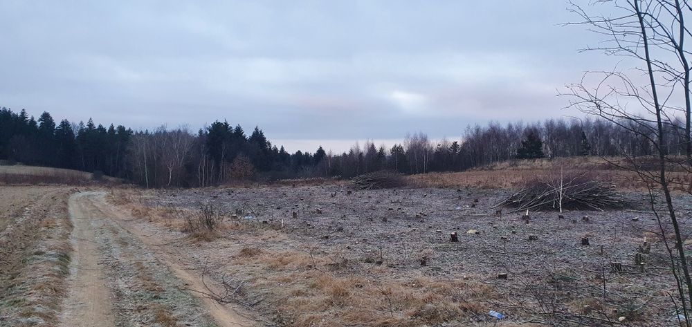 Wycinka Drzew Rekultywacja Karczowanie Sadów Samosiejek l