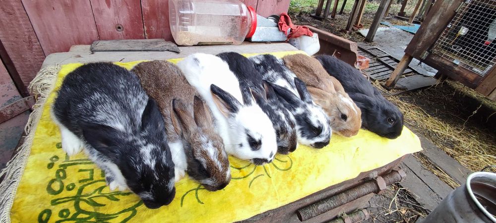 Продам кролики мішаної великої породи .