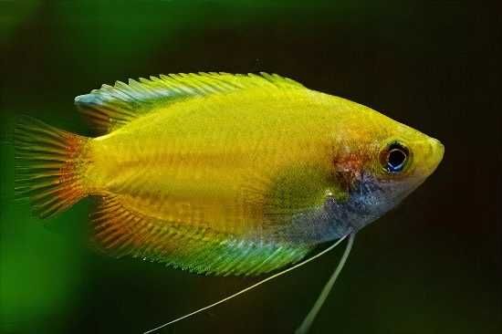 GB Prętnik Miodowy - dowóz ryb!