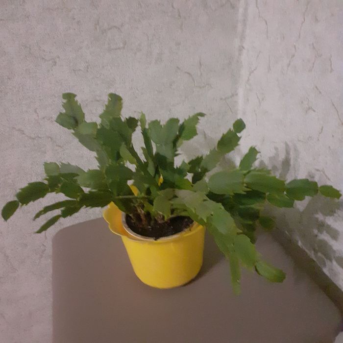 Хлорофітум різдвяник фіалка