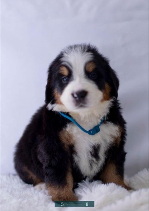 Berneński pies pasterski