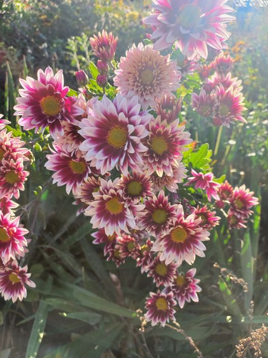 Хризантеми  багаторічні