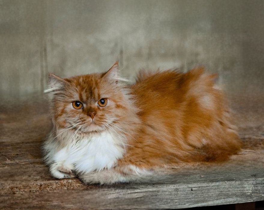 Отдам даром в добрые руки котиков и кошечек