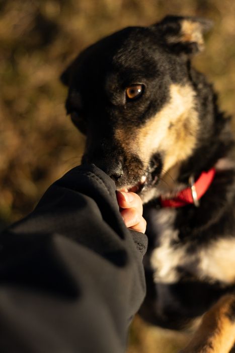 Fifi już tak długo czeka na dom