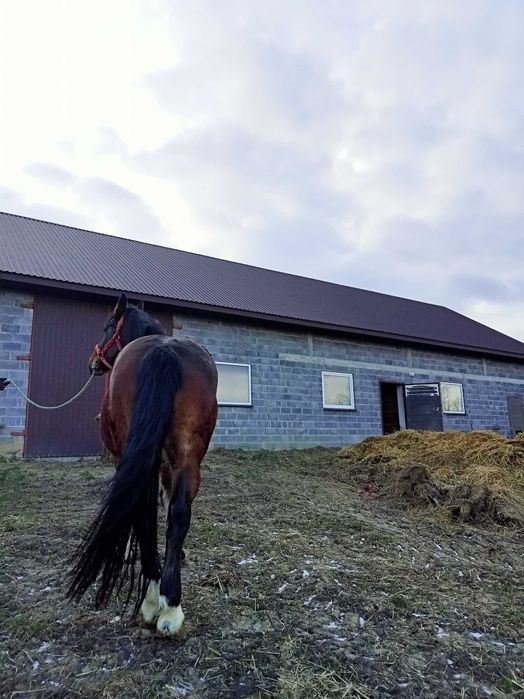 Witam sprzedam klacz