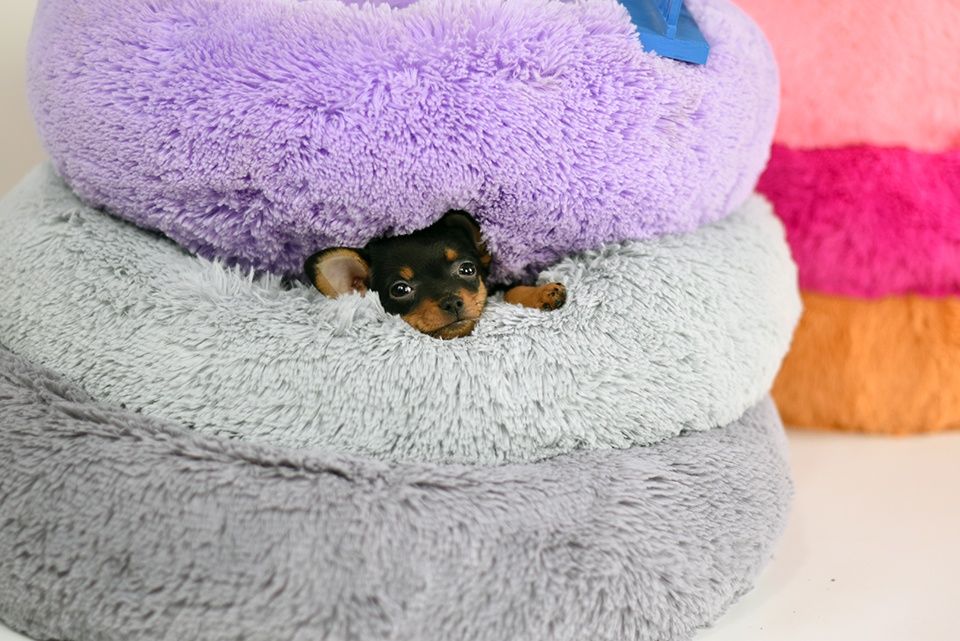 Мальчик чёрного окраса