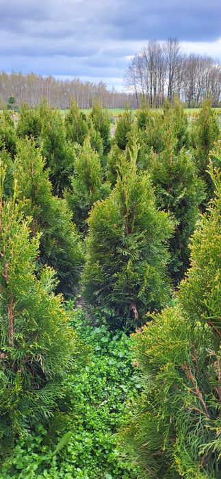 Tuja szmaragd 80,100,120,140cm