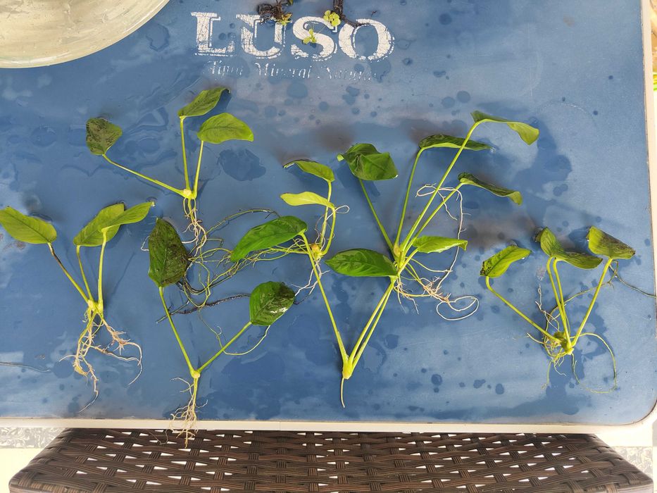 Plantas de Aquário | Anúbias Barteri var. Nana