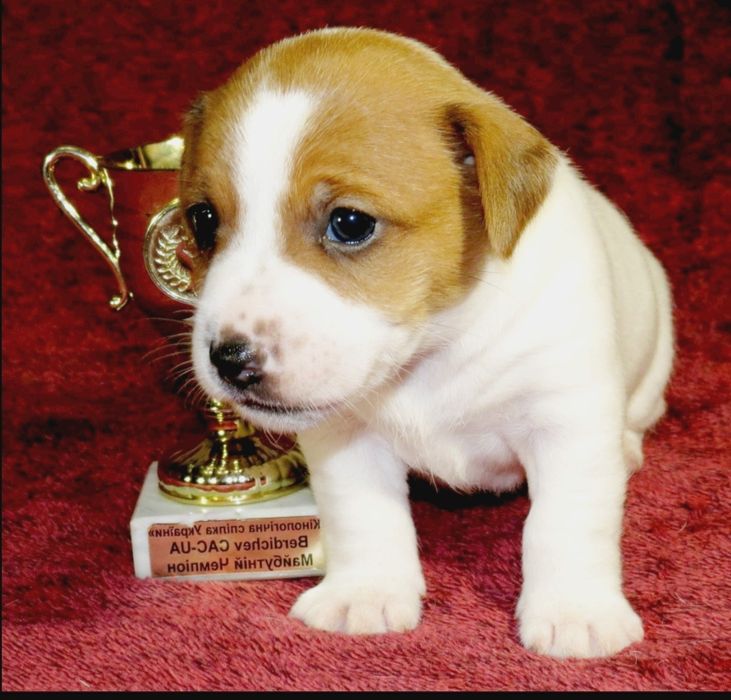 Джек Рассел тер'єр з документами клубу КСУ