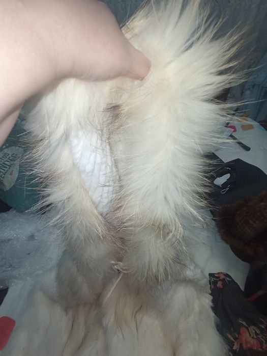 Capas da casa das peles