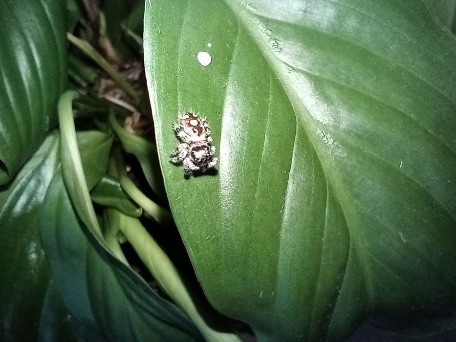 Skakun Królewski Phidippus Regius Lake Okeechobee Samica L5
