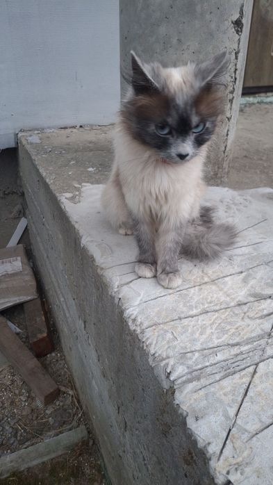 Подарую кошенят, котика, кішку