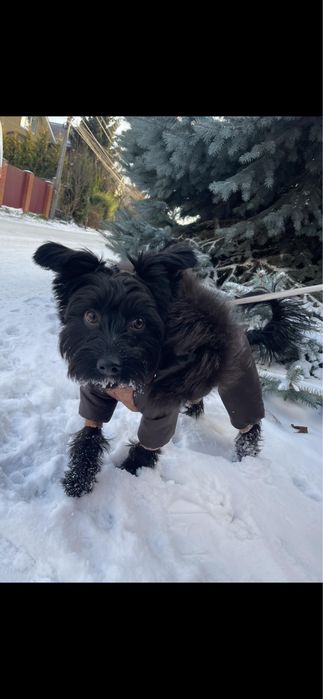 ВЯЗКА: мальчик «Чёрный йорк Бивер